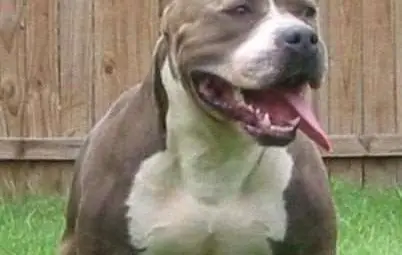 Питбул ще се явява с адвокат в съда