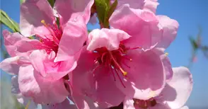 Очакват кайсиите да  цъфнат до 10 март