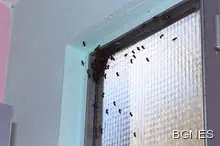 Смъртоносни стършели дойдоха на Балканите