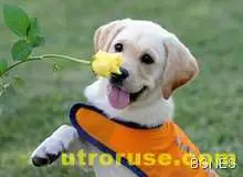 Златист лабрадор родил 12 черни кученца на 12.12.12 