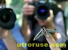 Милиони нощни пеперуди завладяха Мадрид 