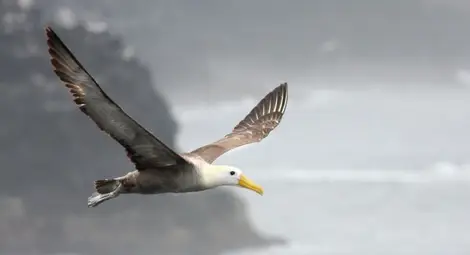 Откриха най-голямата птица живяла на Земята