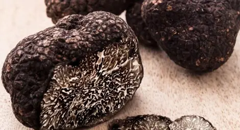 Откриха нов вид черен трюфел у нас Откриха нов вид черен трюфел у нас