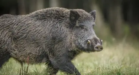 Диво прасе вкара и Бистренци в огнищата на африканска чума