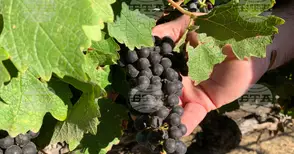 Евродепутатите приеха мерки за подкрепа на лозаро-винарския сектор в ЕС