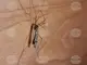Дезинсекция срещу комари ще се извърши между 21:00 и 24:00 часа тази вечер в Смолян