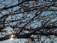 Без сняг по Коледа, студ за Нова година