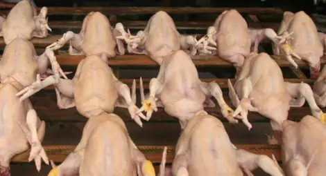 Пилешко със салмонела e открито в Пловдив, имало и в София