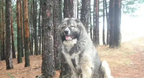 Собственик на агресивна овчарка глобен 1000 лева за нахапана жена