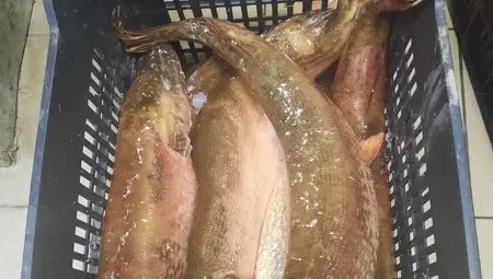 Дариха конфискувана от бракониери щука на Дома за стари хора &bdquo;Възраждане&ldquo;