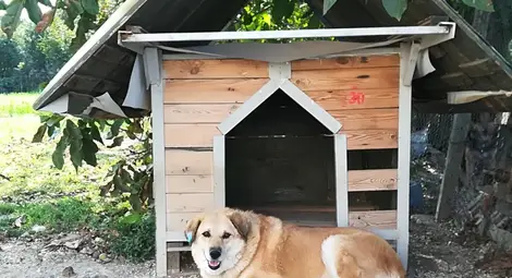 249 четириноги бездомници настанени в приюта в Русе 249 четириноги бездомници настанени в приюта в Русе