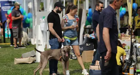 Кучетата знаят поне 215 думи и фрази