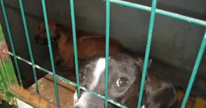 Нахапаната от питбули жена почина в болницата