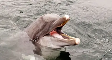 Рибарите в Царево искат официално да убиват делфини