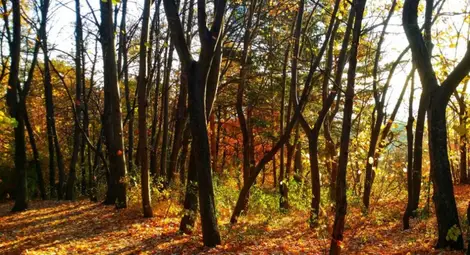 Отчетоха температурен рекорд в Силистра
