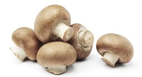 Франция откри гъби с радиоактивен цезий, внесени от Русия