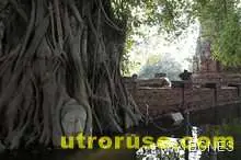 В Хонконг ще отрежат болно дърво на 400 години