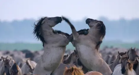 Новата дива природа в сърцето на цивилизацията – по Viasat Nature /галерия/ Новата дива природа в сърцето на цивилизацията – по Viasat Nature /галерия/