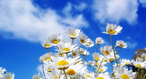 Новата седмица започва със слънце и до 31° Новата седмица започва със слънце и до 31°