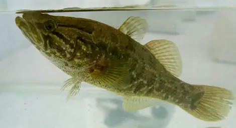 Китайски поспаланко заплашва рибата в Дунав