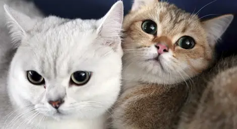 Котешкият език може да е полезен при операции и спасяване сред развалини