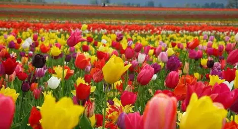 Празничен концерт за Цветница до Вазата в парка