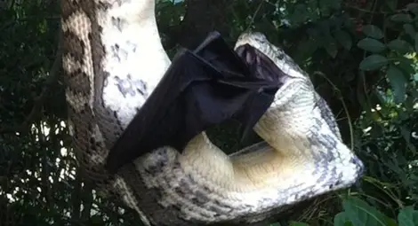 Змия погълна голям прилеп (видео)