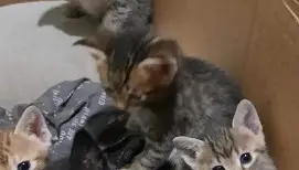 Уличните котки в града стават все повече, а в приюта няма място