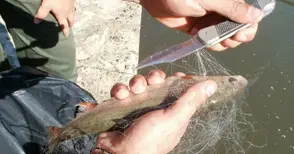 Извадиха забранени  „парашути“ от Дунав