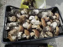 78-годишен в болница в Гоце Делчев, ял гъби