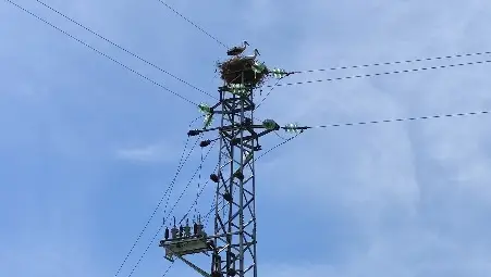 Двойка щъркели избраха опасно  място да си свият гнездо