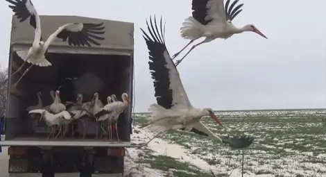 Спасените щъркели отлетяха