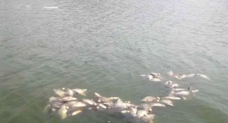 200 метра бракониерски мрежи извадени от Янтра 