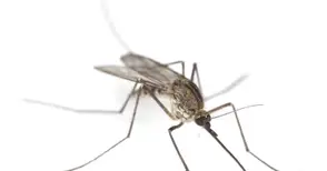 Отхвърлиха съмненията за нилска треска на 6-годишно дете в Русе