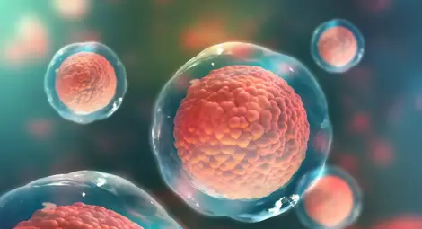 Учени откриха чисто нов тип клетка в човешкото тяло