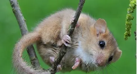 25 къщички за наблюдение на сънливци са поставени във Ветовско