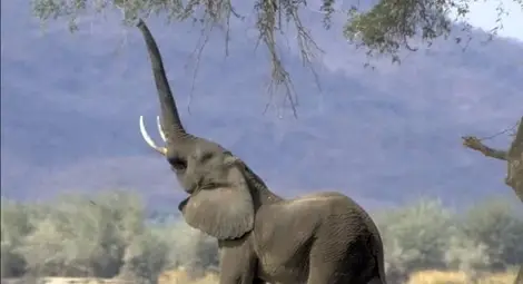 Изумително! Слон рисува... слон /видео/