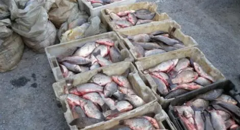 1000 лева санкция за открити в джип над 700 кг риба без документи