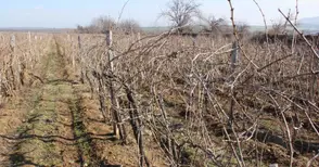 Свършиха парите за  изкореняване на лозя