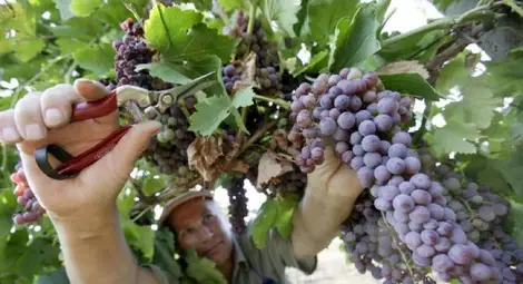 Гроздоберът в Русенско тръгва  с добив от 850 кг от декар