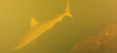 Откриха живи акули в кратера на действащ вулкан