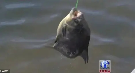 Риба, нападаща пениси, заловиха в САЩ (Видео)