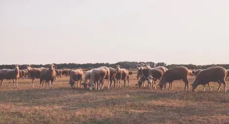 Нова болест мори животни в Румъния