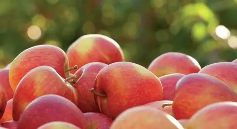 Фермери предлагат регионални продукти на изложението „Дунавски овощари 2022“ Фермери предлагат регионални продукти на изложението „Дунавски овощари 2022“