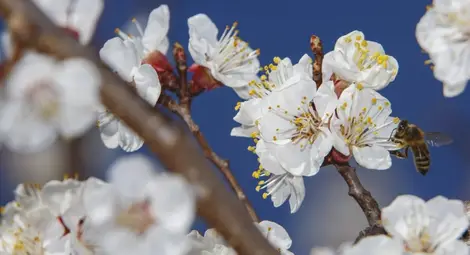 Идва пролетта