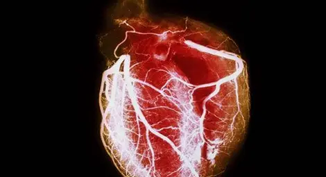 Чудо в медицината! Отгледаха сърце от стволови клетки