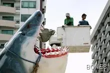 Ухапала го акула, той не разбрал