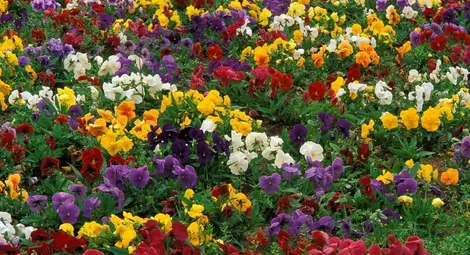 Детски празник &bdquo;Лазаровден срещу Цветница&ldquo; в събота в Русе