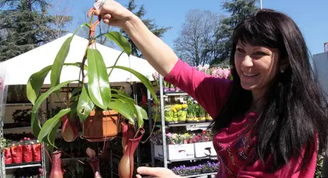 Овошки бонзаи красят изложбата &bdquo;Цветна пролет&ldquo; в Пловдив