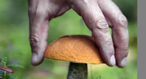 Шестима в реанимация - натровени с гъби